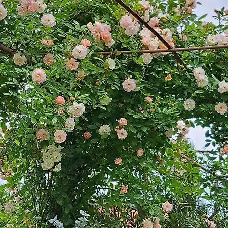 Landhauskiebel Gasthof