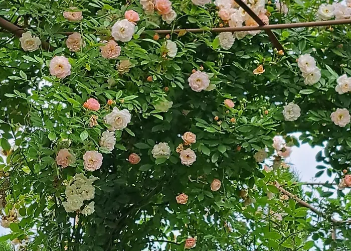 Landhauskiebel 招待所